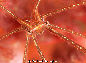 Sea-spider portrait, Lembeh by Michael Gallagher 